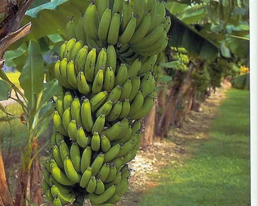 49.5. MUSA - Banana - Edible - Gran NAIN Supermarket - 1 Plant Quart Pot - ...