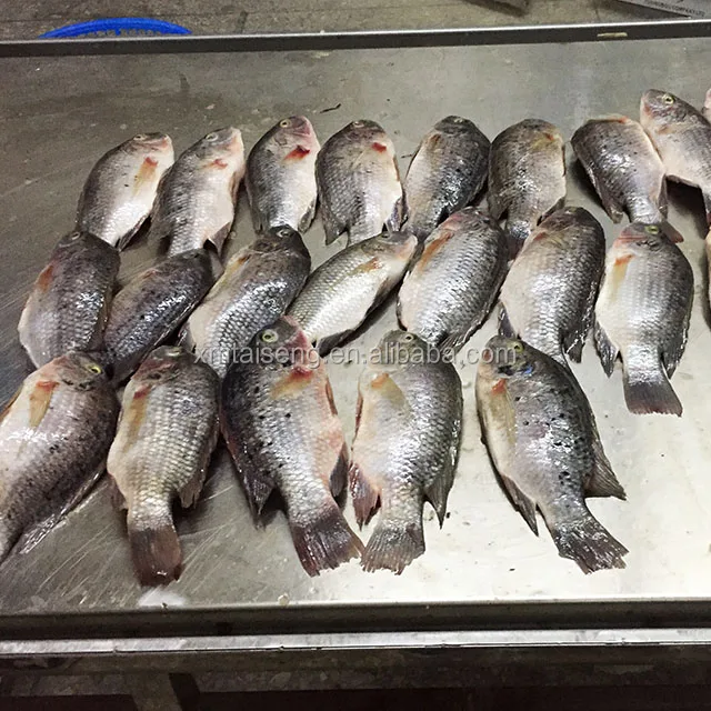 Live Tilapia Fish For Sale Iqf Tilapia Buy Iqf Tilapia,Live Tilapia