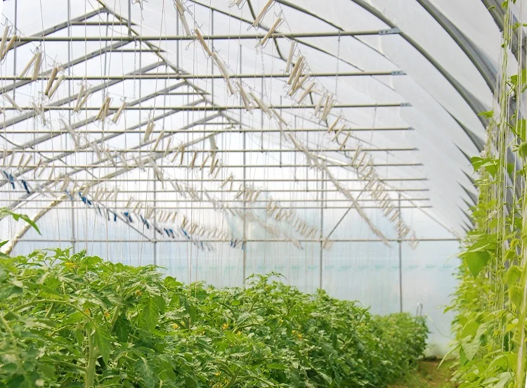 Greenhouse Galvanized Steel Tomato Hook With 18m Twine Buy Metal