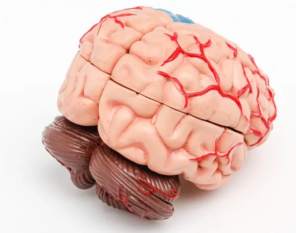 gelsonlab hsbm-170 plastic 4d master human brain model diy brain