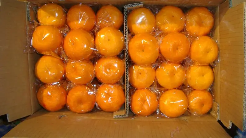 Fresh Mandarin orange 70mm 10kg per carton Hyaline packed