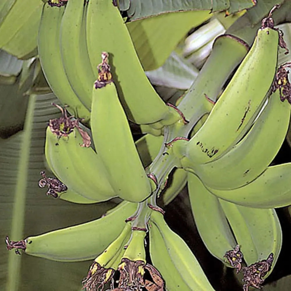 Банан тропикана фото