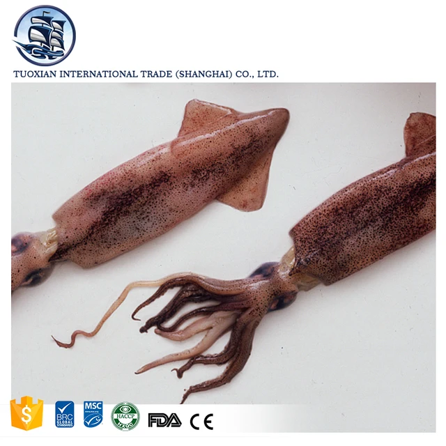 peruvian giant squid