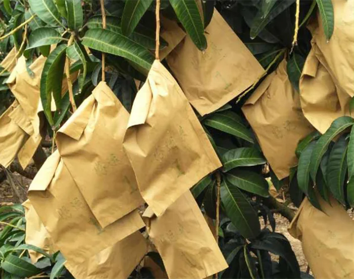 Antiinsect Waterproof Waxed Kraft Paper Fresh Fruit Protection Mango Tree Bag Buy Fruit