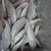 Frozen golden line thread frozen golden line sea bream frozen red fish