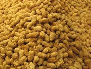 Mulberry/organic Mulberry/dried Mulberry/turkish Mulberry - Buy Dried