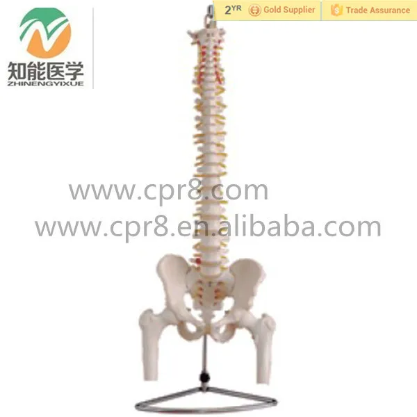 BIX-A1013 Natural big vertebra pelvis, half leg bones model_