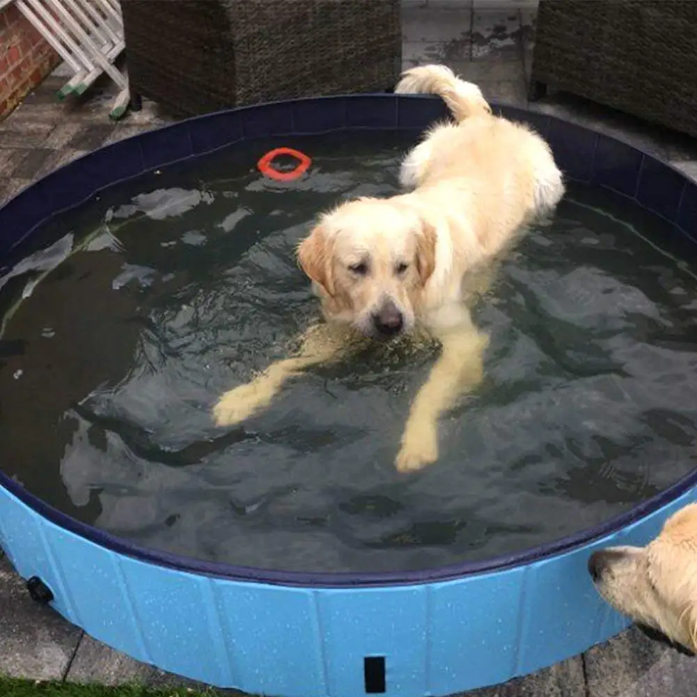 MIPU SHANGMAO Mens Golden Retriever Dogs Summer Beach Shorts Leisure Quick Dry Swimming Pants