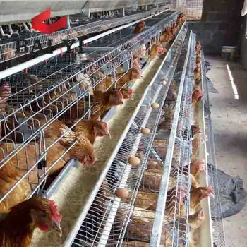 Chicken Coop For Uae Chicken Farm In Malaysia Saudi Arabia - Buy ...