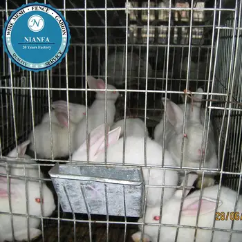 rabbit sale price