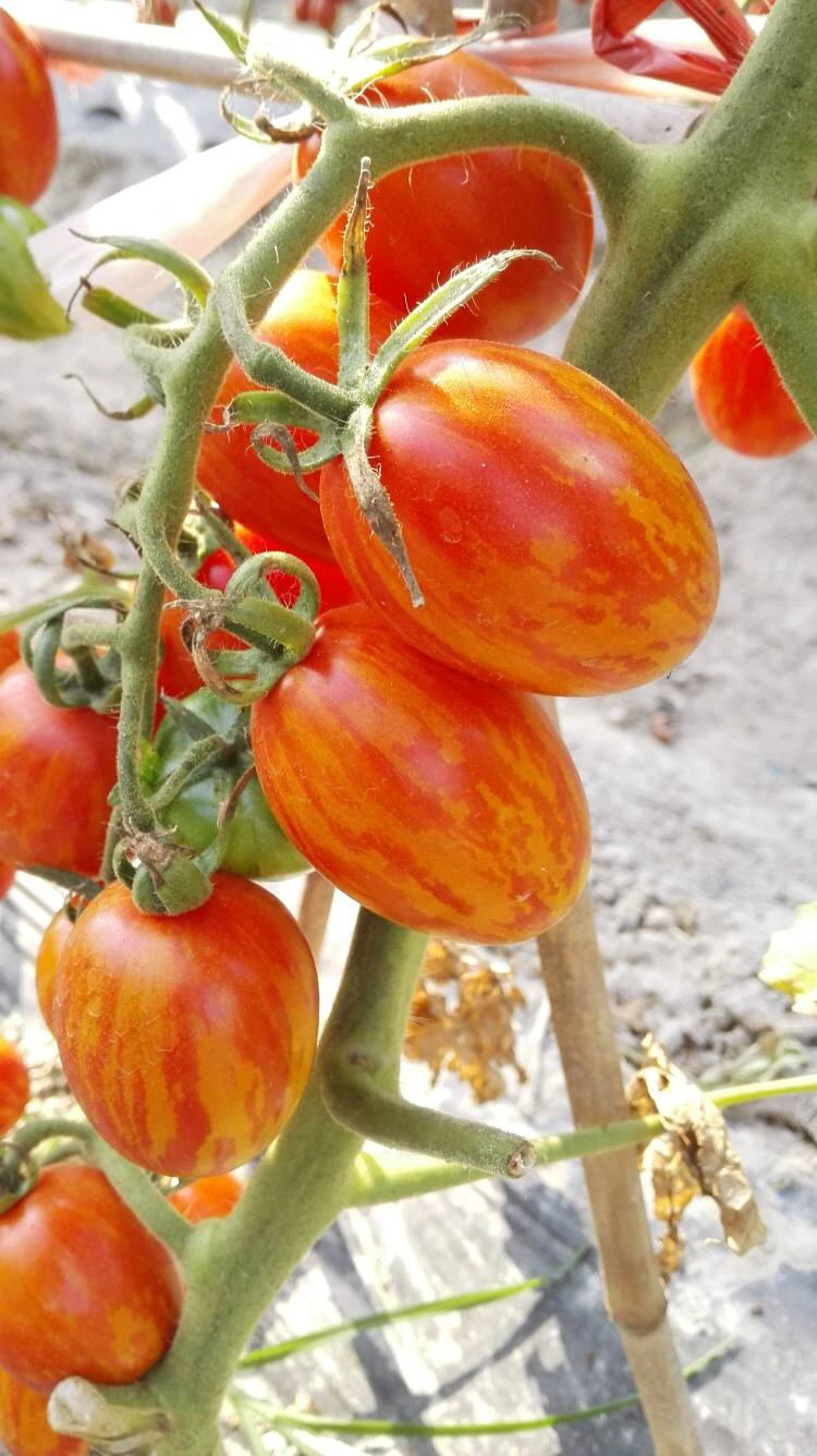 用于生长粉红色斑马的不确定生长高产杂交彩色番茄种子