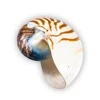 Wholesale selling custom pattern spiral large shell beach style conch for decoration