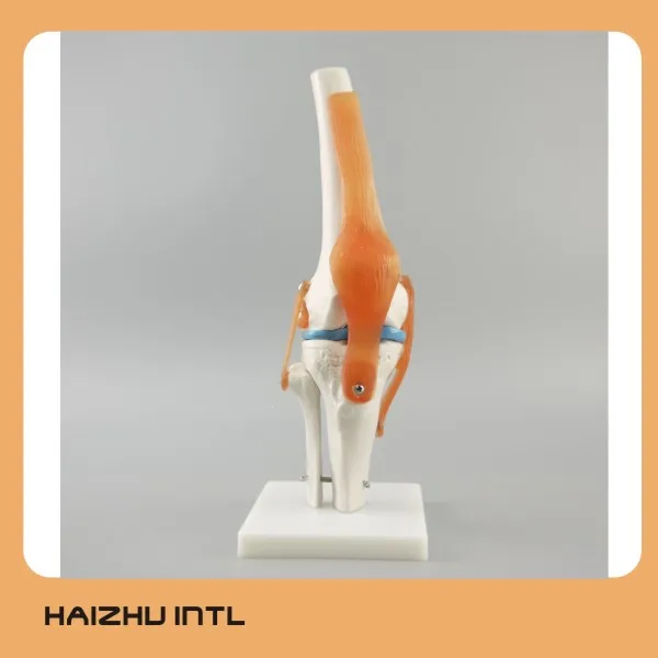 knee joint 3.jpg