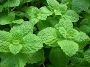fresh green mint leaves