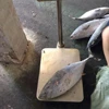 Nea season China origin frozen whole round three dots bonito fish
