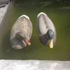 Lightweight Soft Floating Mallard Shell Duck/Half Body Hunting Decoy for Duck Hunting