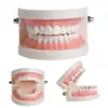 dental teaching model Tooth model Tooth model