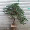 fiberglass garden landscaping artificial podocarpus bonsai tree , fake small pine tree