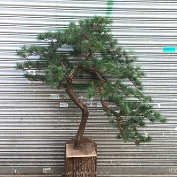 Fiberglas Garten Landschaftsbau Kunstliche Podocarpus Bonsai Baum