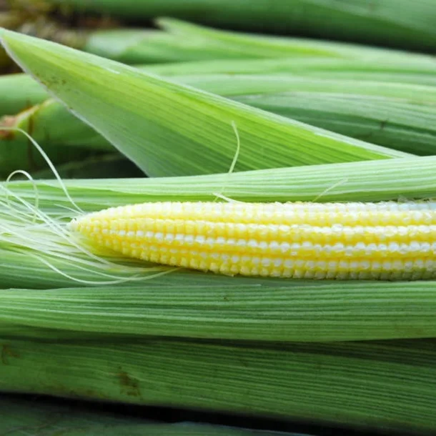 Seed for asian baby corn