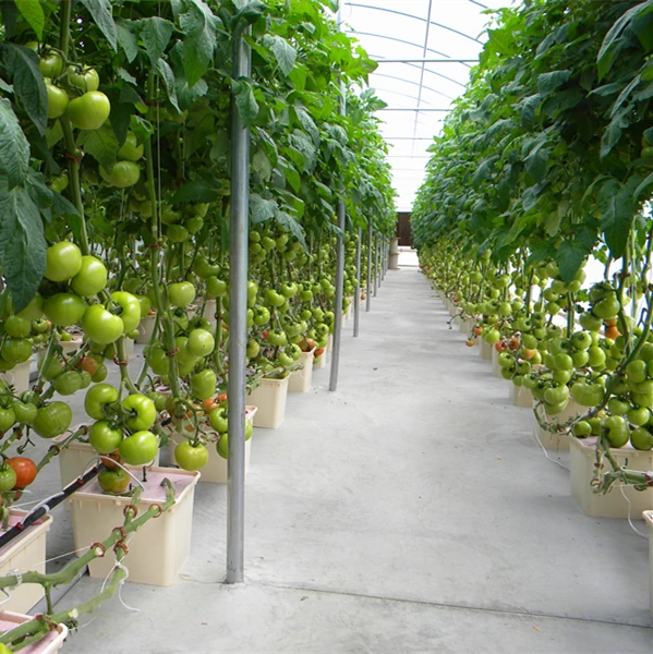 feeding schedule for hydroponic tomatoes in bato buckets
