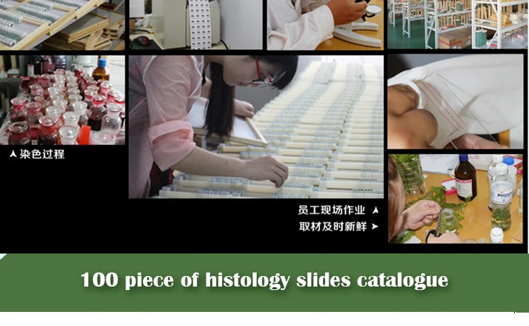 012 histology slides.jpg