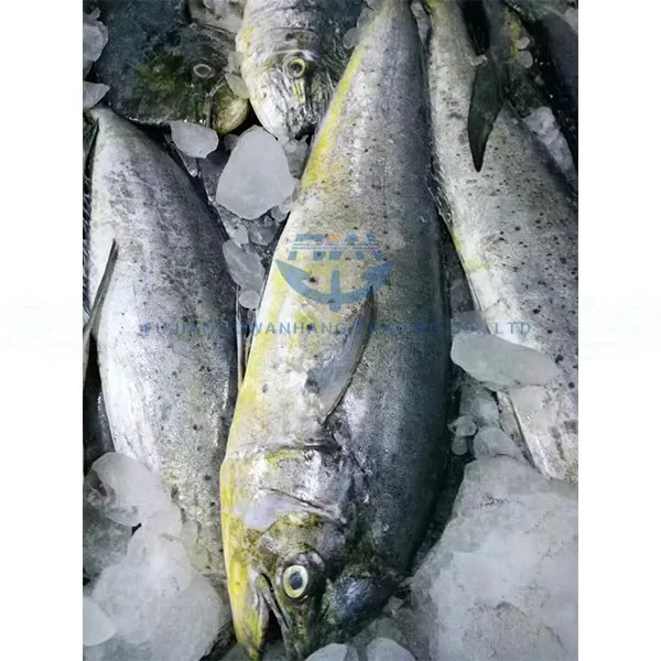 Sea Food Frozen Big Size Mahi Mahi Fillet Frozen Fish Buy Mahi Mahi,Mahi Mahi Fillet,Frozen