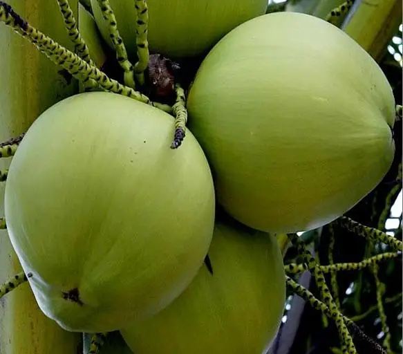 Fresh Young Coconuts Buy Fresh Young Coconuts,Fresh Coconuts For Sale,Young Green Coconuts