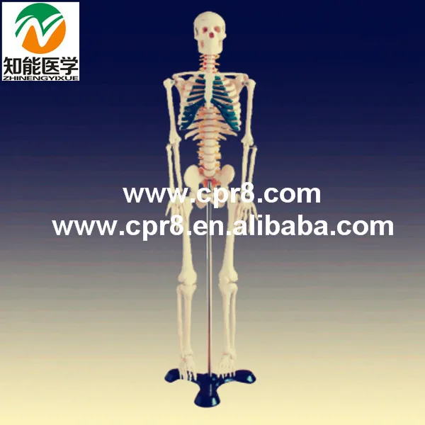 BIX-A1004 Human bones with neural model(85cm)
