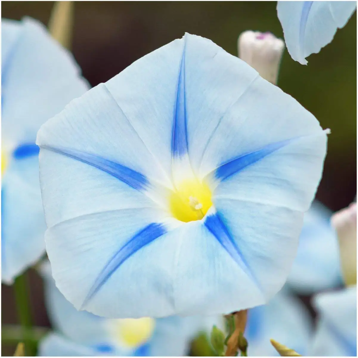 Ипомея трехцветная Ipomoea Tricolor