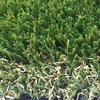 Marley Star Product No Harmful Effects Synthetic Lawn Grass Cost Effective