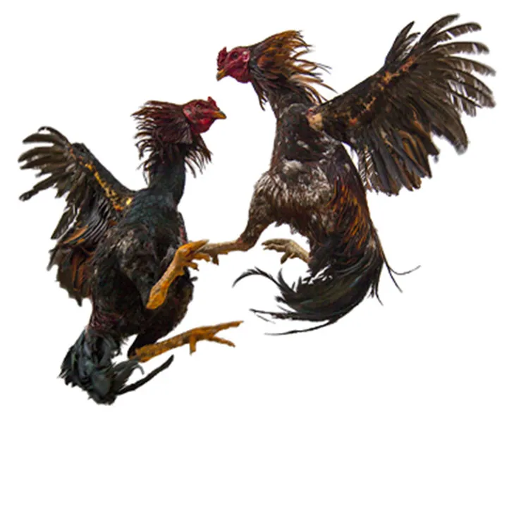 Cock Fighting In Tamilnadu