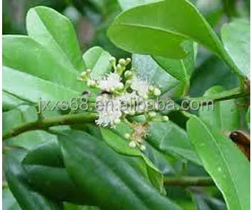 long time sex oil of bay laurel from factory directly Jasmine oil