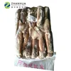 sea frozen big size illex squid whole round for processing tube and ring
