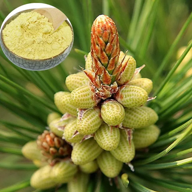 song hua fen raw cell wall pine pollen disruption powder