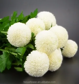 Export Direct Pompon Mum White Chrysanthemum For Sale - Buy Pompon Mum ...