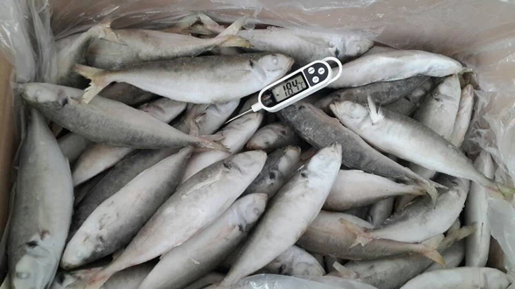 horse mackerel banner.jpg