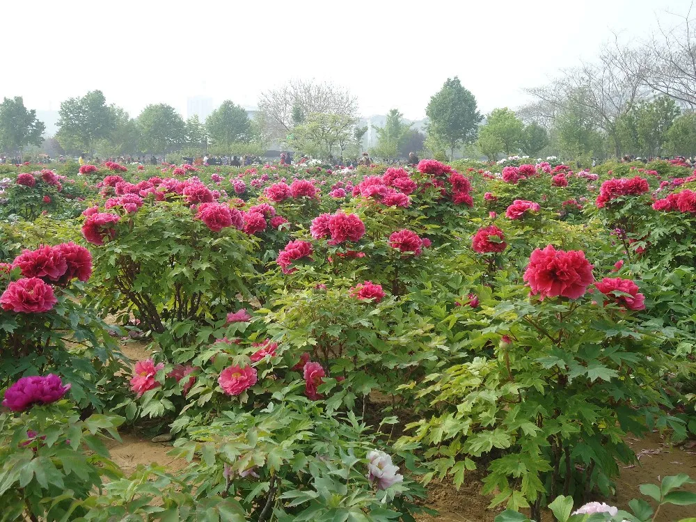 Flores De Peonía De Corte Fresco De La Ciudad De Heze De La Provincia De  Shandong,Brotes De Peonías Herbáceas - Buy Fresh Cut Peony Flower Product  on 