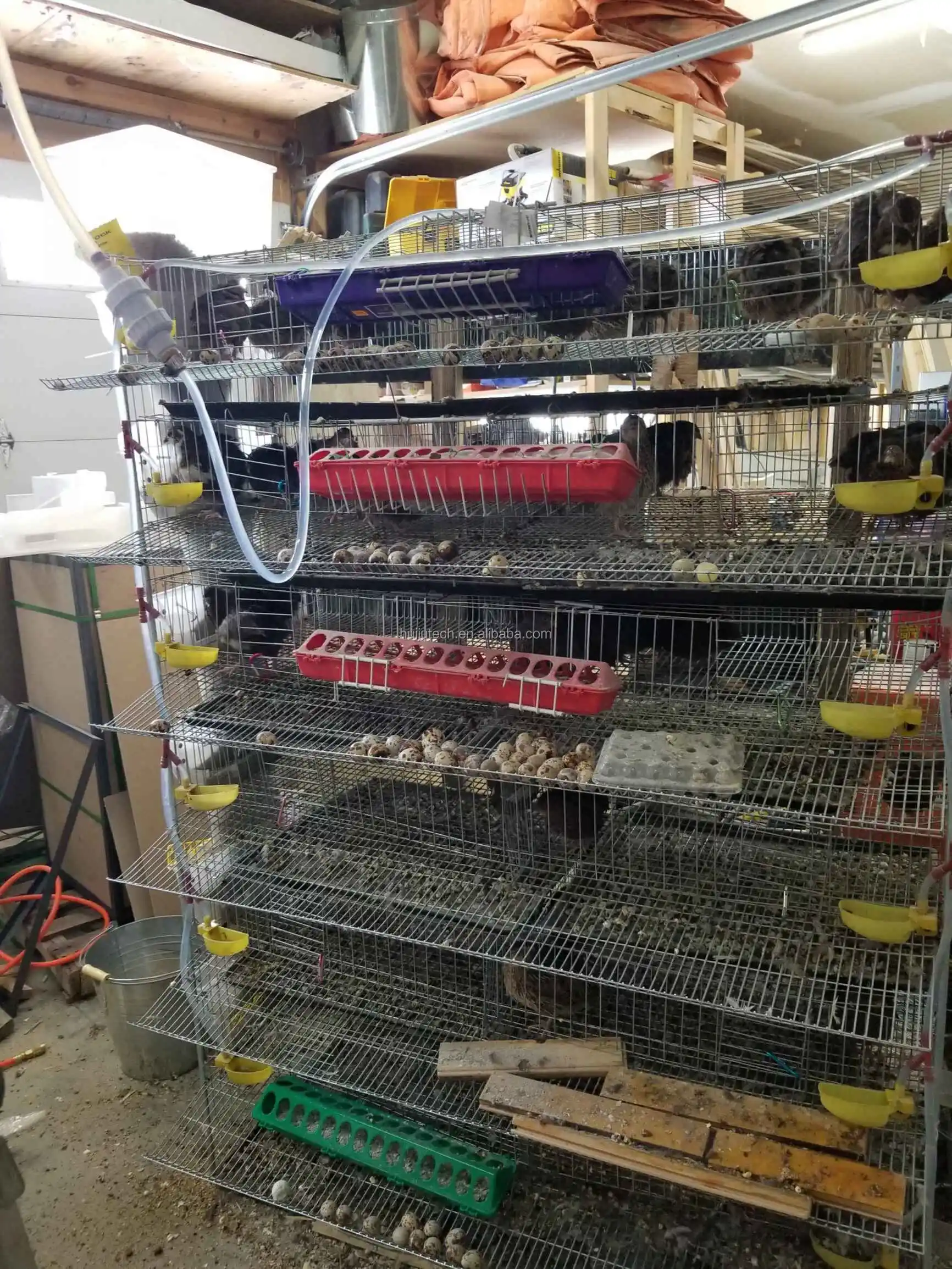 Automatic Feeding Quail Breeding Cages Buy Quail Breeding Cages,Quail
