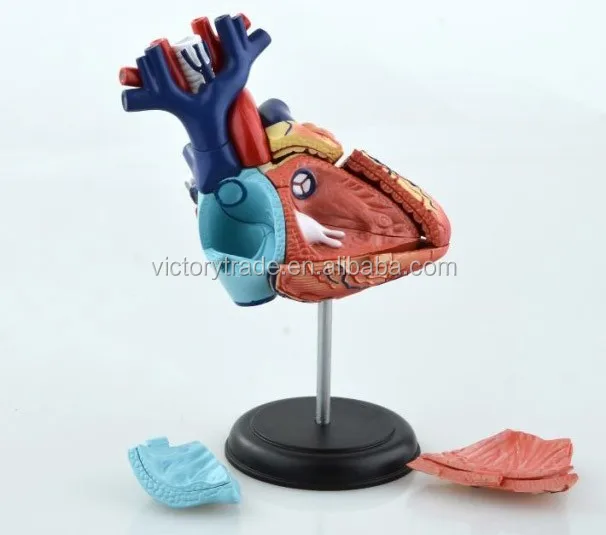 V-hm11 4d Master Plastic Human Body Parts Heart Assembled Model - Buy ...