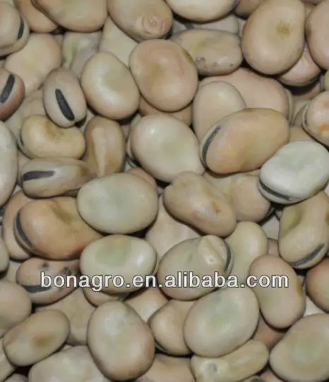 FABA BEANS-1