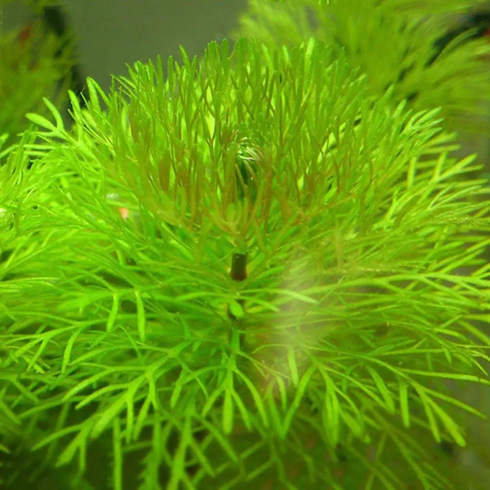 KOFUN Fish Tank Aquarium Decor Artificial Plastic Underwater Grass Plants Decoration Green 
