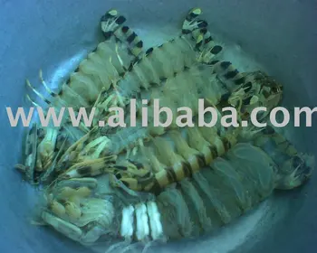 zebra mantis shrimp buy