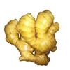 China export fresh Young Fat ginger good famer from cold room