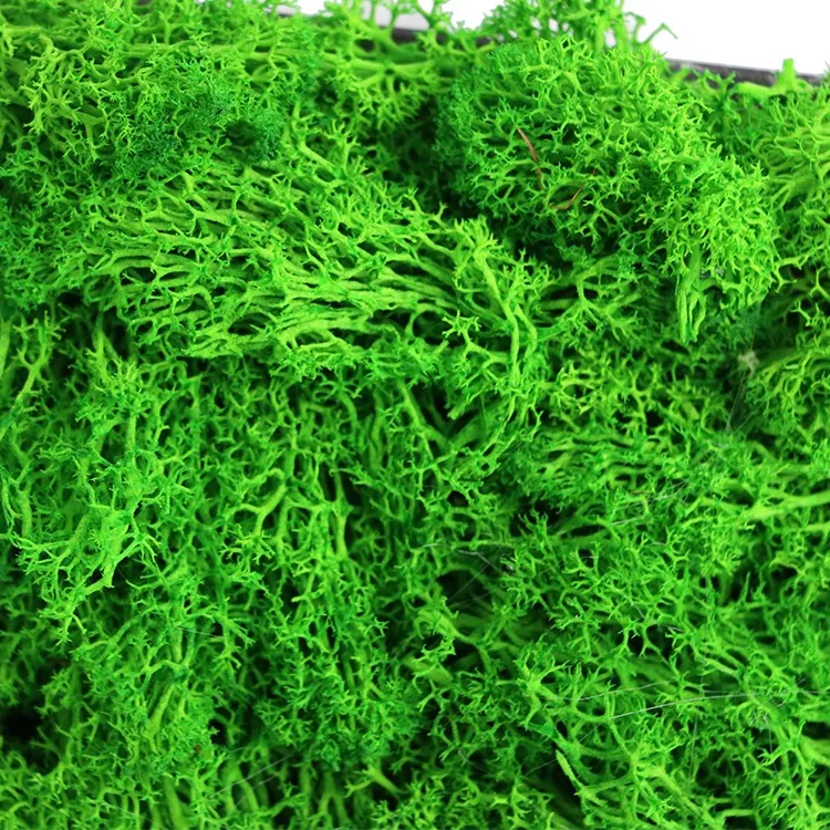 Decorative 3d Wall Panels Diy Preserved Moss Wall Green Moss Natural