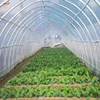 3 layer Agricultural and Greenhouse LDPE and EVA film with UV radiation