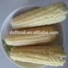 Hot sell new season KOSHER certified IQF frozen sweet corn whole cut cob good quality