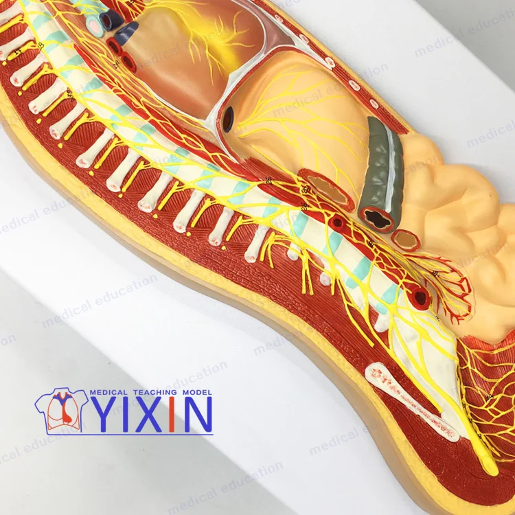 म नव स व यत त त त र क प रण ल र हत म डल म नव च क त स सह न भ त त त र क त त र म डल Neuroanatomy Buy स व यत त त त र क प रण ल Neuroanatomy