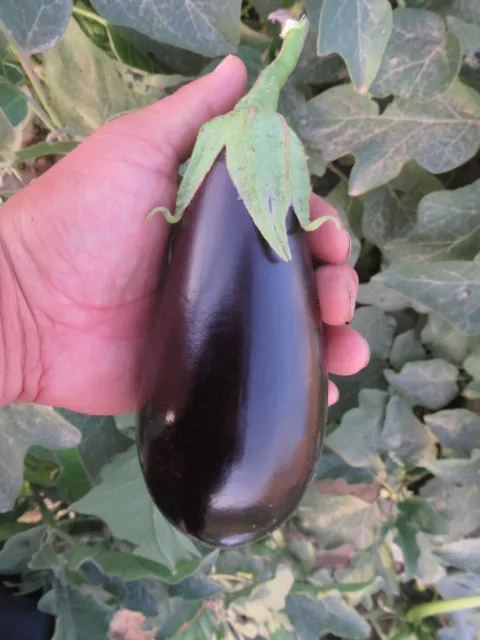 Bulb Eggfruit Vegetable F1 Hybrid Eggplant Seeds Buy F1 Hybrid Eggplant Seedsf1 Hybrid 