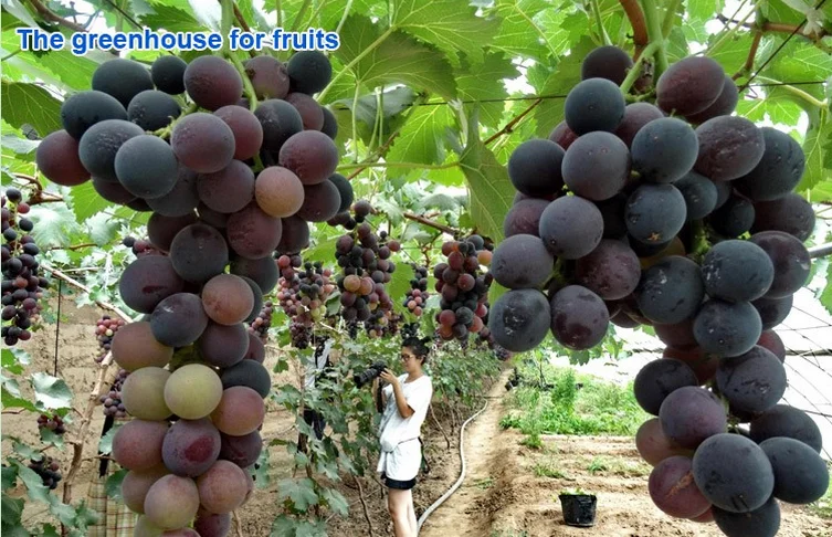 tunnel greenhouse for flower farming